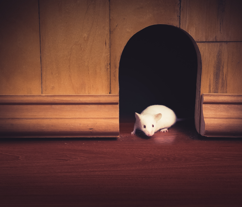 Fermer la porte aux souris et aux écureuils
