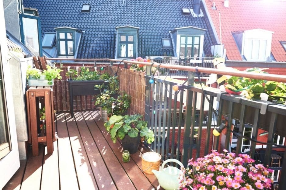 11 plantes pour un balcon ensoleillé