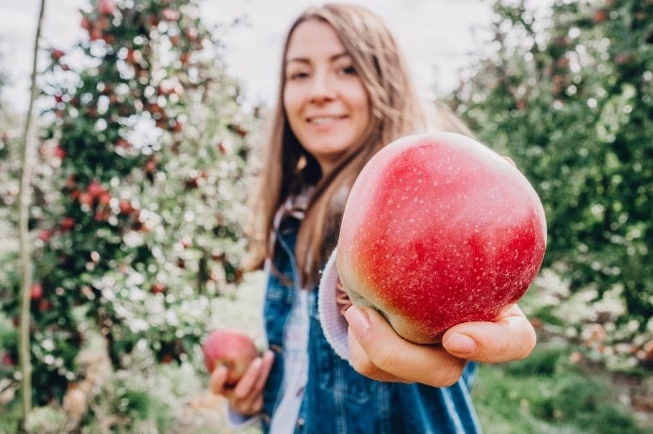 Le traitement des arbres fruitiers en quatre questions
